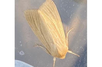 <i>Mythimna pallens</i>
