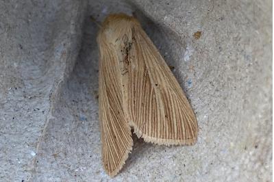 <i>Mythimna pallens</i>
