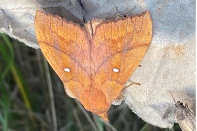 <i>Odonestis pruni</i>