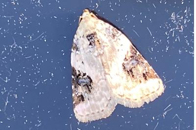 <i>Pseudeustrotia candidula</i>
