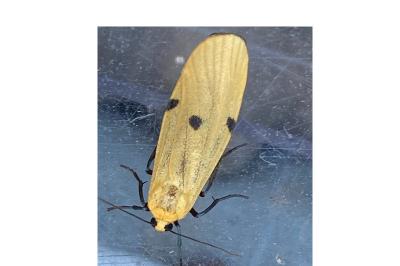 <i>Lithosia quadra</i>