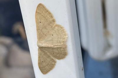 <i>Idaea straminata</i>