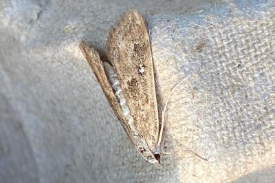 <i>Parapoynx stratiotata</i>