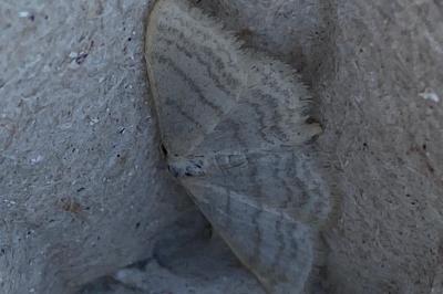 <i>Idaea subsericeata</i>