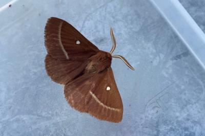 <i>Lasiocampa trifolii</i>