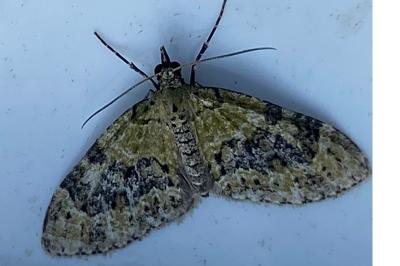 <i>Acasis viretata</i>