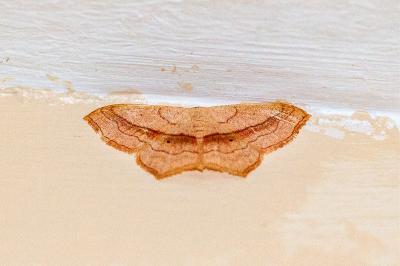 <i>Scopula imitaria</i>