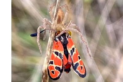 <i>Zygaena fausta</i>