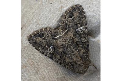 <i>Mamestra brassicae</i>