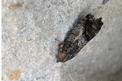 <i>Cydia splendana</i>