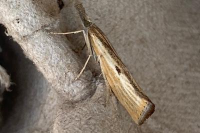 <i>Agriphila inquinatella</i>