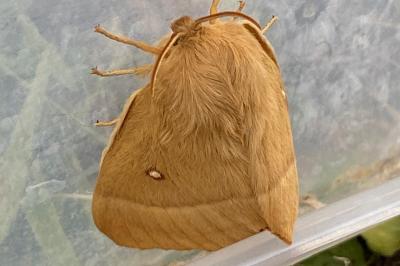 <i>Lasiocampa quercus</i>