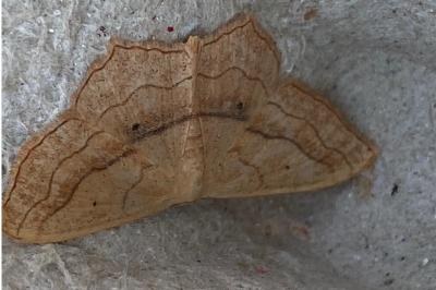 <i>Scopula imitaria</i>
