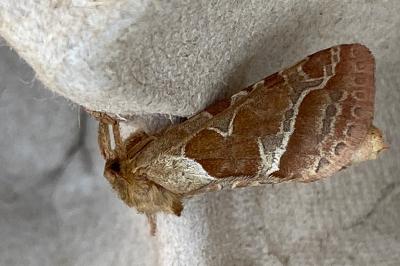 <i>Triodia sylvina</i>