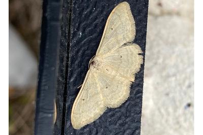 <i>Idaea straminata</i>