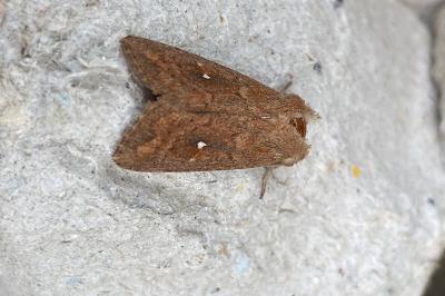 <i>Mythimna albipuncta</i>
