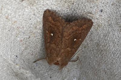 <i>Mythimna albipuncta</i>