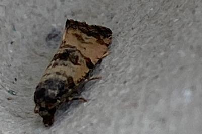 <i>Cochylis atricapitana</i>