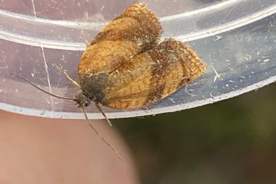 <i>Clepsis consimilana</i>