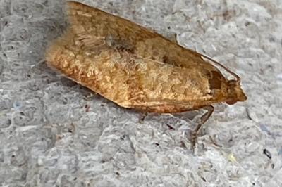 <i>Clepsis consimilana</i>