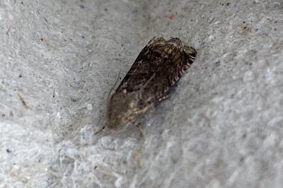 <i>Cydia splendana</i>