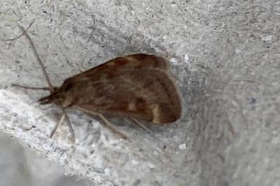 <i>Pyrausta despicata</i>