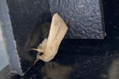 <i>Rhizedra lutosa</i>