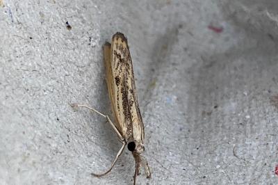 <i>Agriphila inquinatella</i>