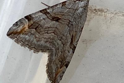 <i>Aplocera</i>