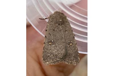 <i>Caradrina kadenii</i>