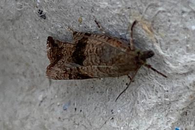 <i>Celypha striana</i>