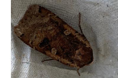 <i>Noctua pronuba</i>