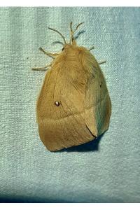 <i>Lasiocampa quercus</i>
