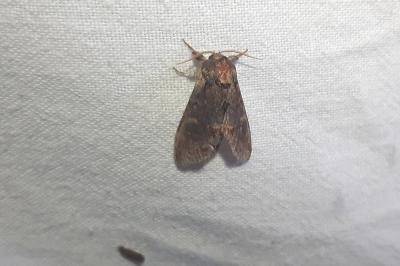 <i>Notodonta dromedarius</i>