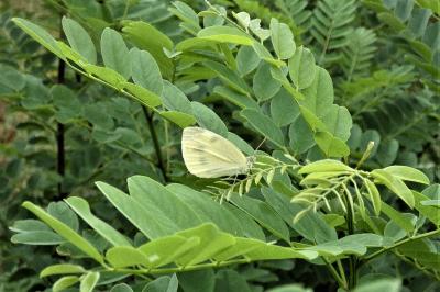 <i>Pieris rapae</i>