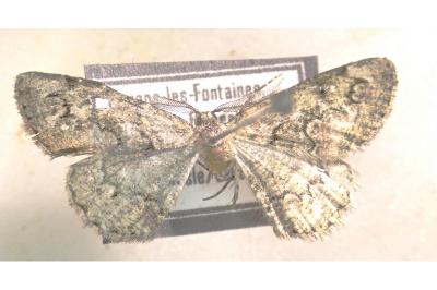 <i>Cleorodes lichenaria</i>