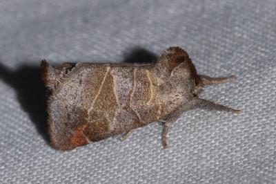 <i>Clostera pigra</i>