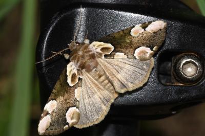 <i>Thyatira batis</i>