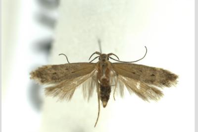 <i>Stomopteryx pyrenaella</i>