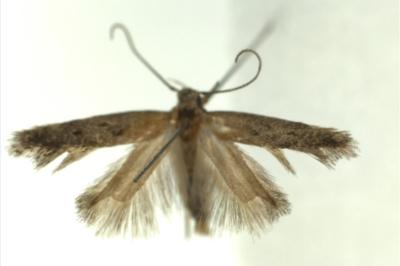 <i>Stomopteryx pyrenaella</i>