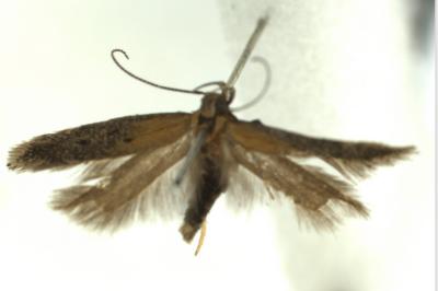 <i>Stomopteryx pyrenaella</i>