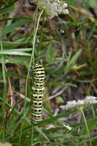 <i>Papilio machaon</i>