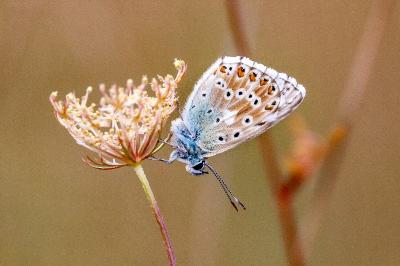 <i>Lysandra bellargus</i>