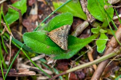 <i>Pyrausta despicata</i>