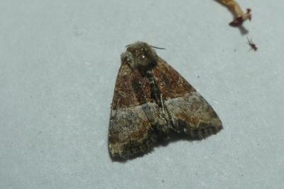 <i>Mesoligia furuncula</i>