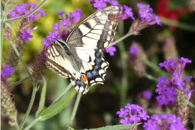 <i>Papilio machaon</i>