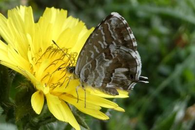 <i>Cacyreus marshalli</i>