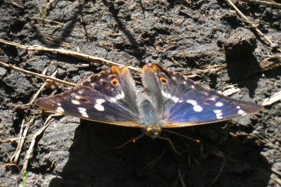 <i>Apatura ilia</i>