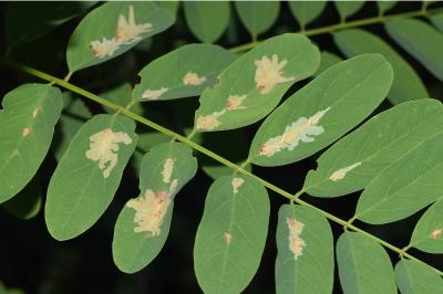 <i>Parectopa robiniella</i>