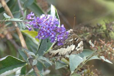 <i>Brintesia circe</i>